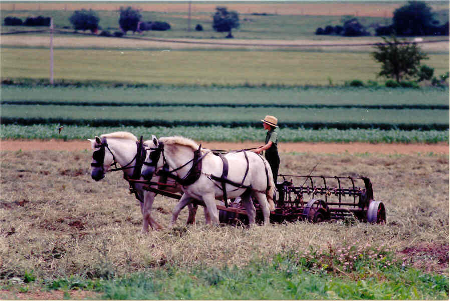 Frequently Asked Questions About Amish Delights Custom Crafted Heirlooms - Picture depics the son of an Amish farmer tending to his father's field.